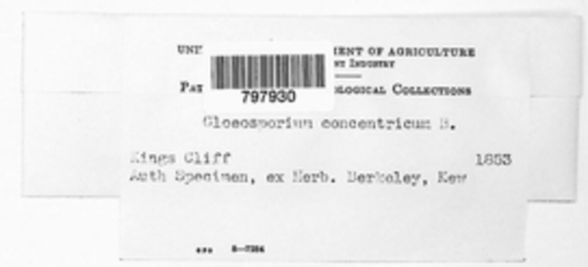 Gloeosporium thuemenii image